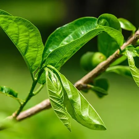 Ankol (Alangium salvifolium) used in EAROL