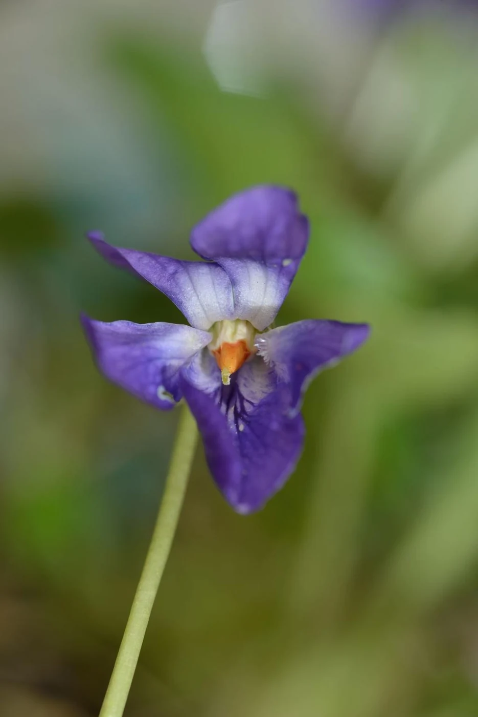 Banafsha (Viola odorata) used in QoughSOL