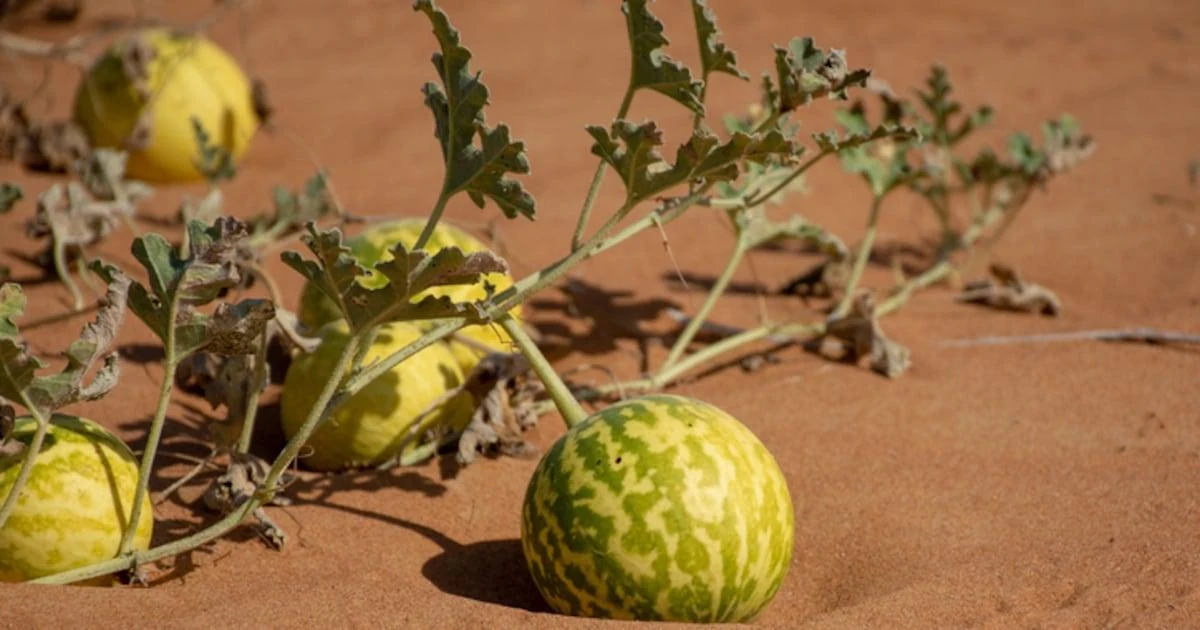 Indrayan (Citrullus colocynthis) used in M.C Plus