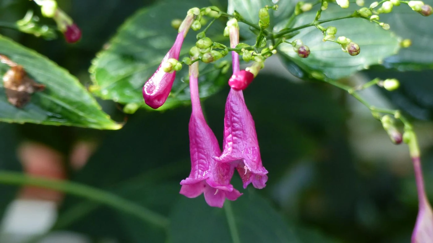 Kakjangha (Uraria picta) used in EAROL