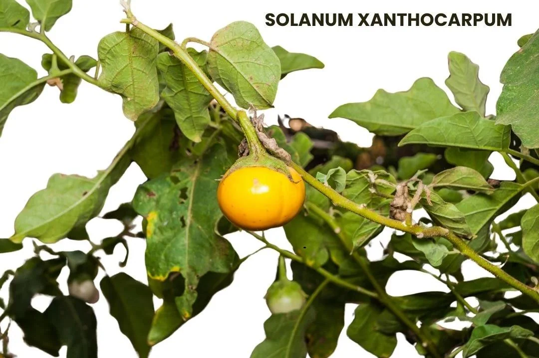 Kantkari (Solanum xanthocarpum) used in Infantol (Babies Tonic)