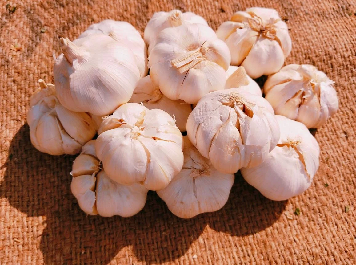 Lahsun (Allium sativum) used in EAROL