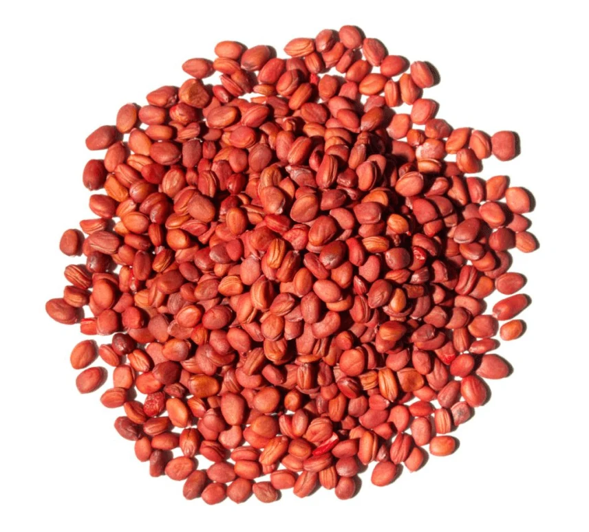 Muli (Raphanus sativus) used in M.C Plus