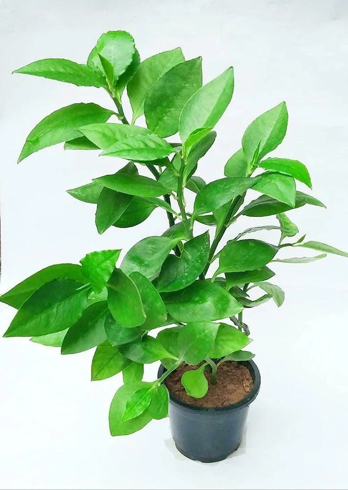Nagdaun (Premna integrifolia) used in EAROL