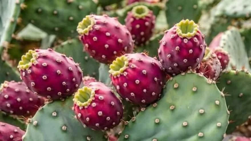 Nagpheni (Opuntia elatior) used in Mal Mix