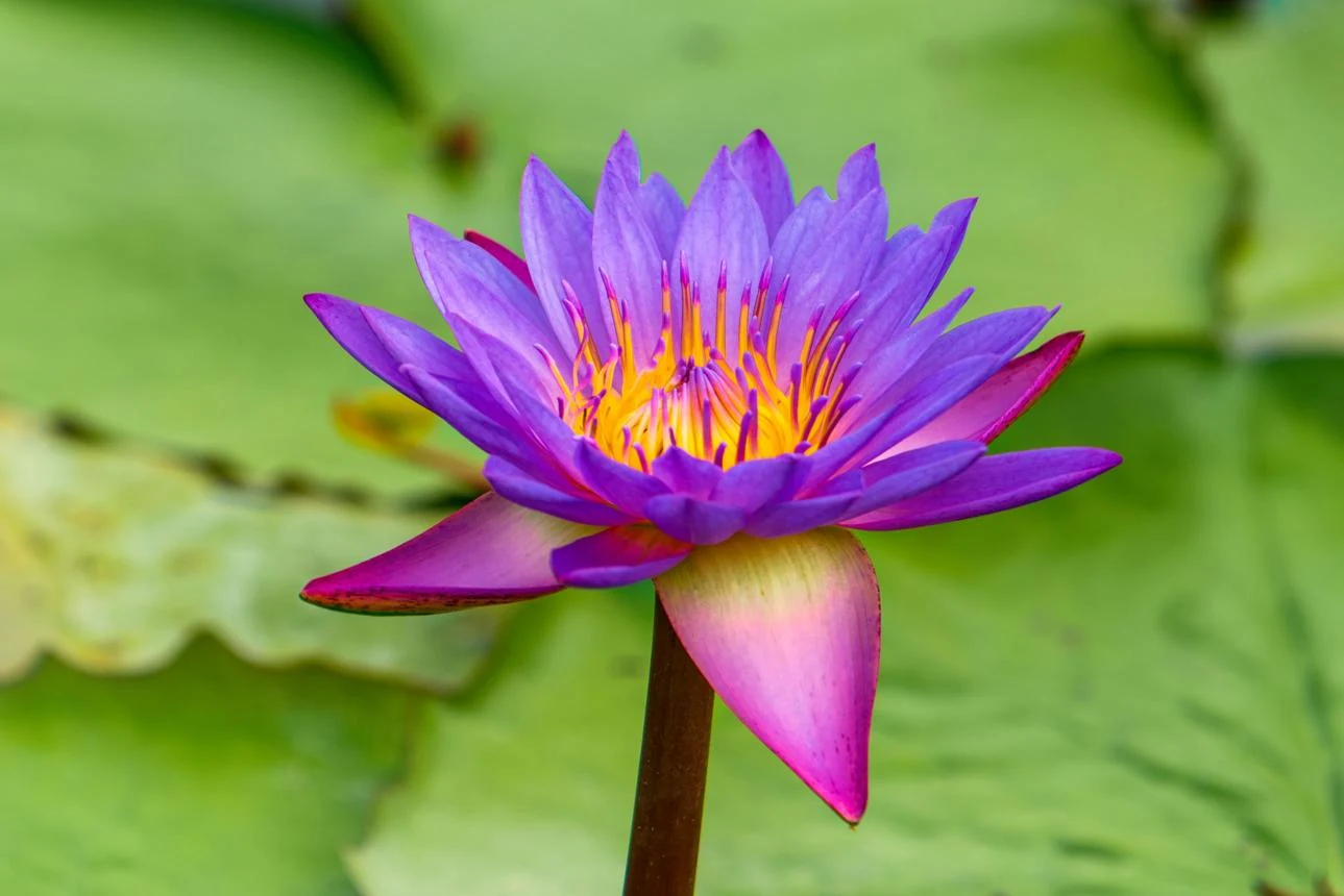 Neelophar (Nymphaea stellata) used in QoughSOL