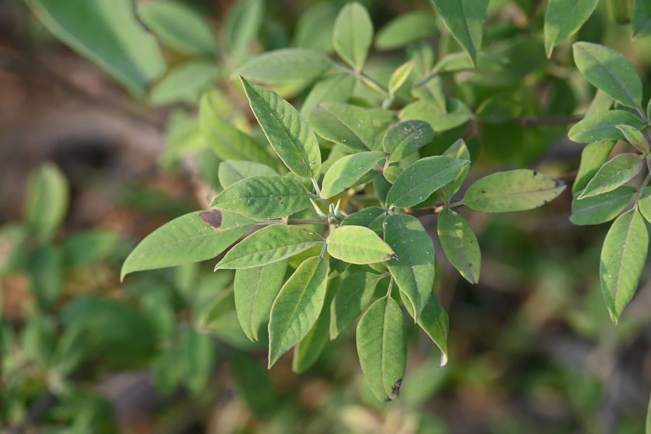 Nirgundi (Vitex negundo) used in EAROL