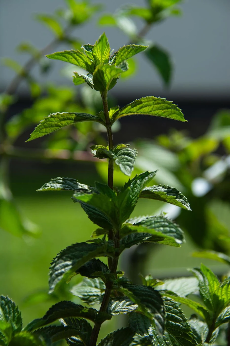 Peppermint (Mentha piperita) used in QoughSOL