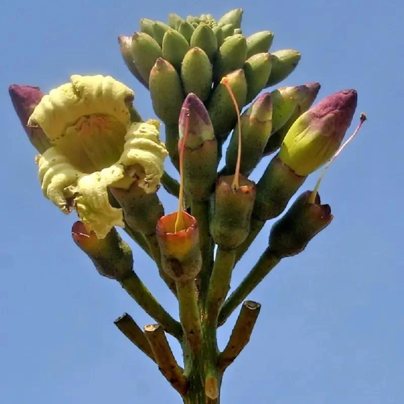 Sonapatha (Oroxylum indicum) used in EAROL