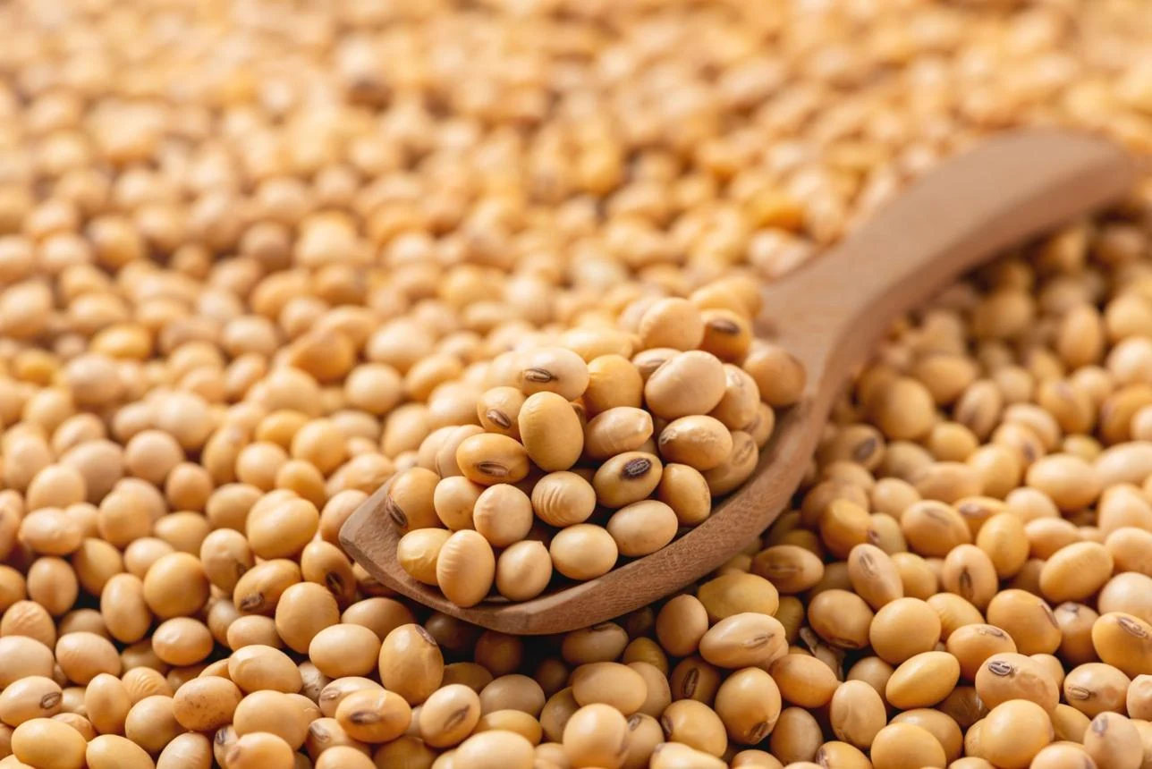 Soya (Glycine max) used in M.C Plus