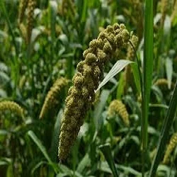 Kauni used in Quality Gripe Water