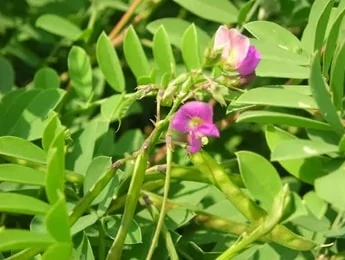 Saphura / Sharpunkha (Tephrosia purpurea) used in Quality Gripe Water